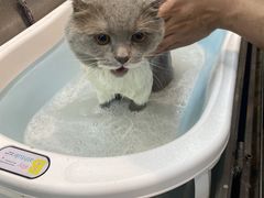 -PETKIT小佩宠物·低压洗护(国顺东路店)