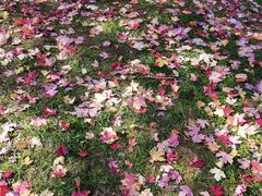 -黑龙江省森林植物园