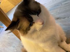 -猫十亿·布偶金渐层·曼基康矮脚猫舍(青年路店)