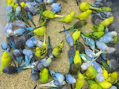 -三旗百汇商品城