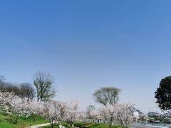 -羊山湖公园