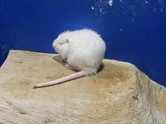 -上海大自然野生昆虫馆(东方明珠·爬宠昆虫探索中心)