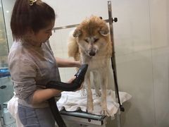 -momokira米努特·德文卷毛猫·棉花面纱犬