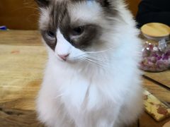 -李小姐の猫咖啡馆(五角场店)