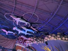 -烟台海昌鲸鲨海洋公园