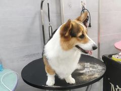 -宠福鑫康馨动物医院·骨科·眼科