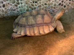 -上海大自然野生昆虫馆(东方明珠·爬宠昆虫探索中心)