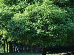 -杭州植物园