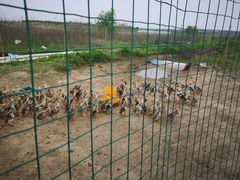 -上海崇明金茂凯悦酒店