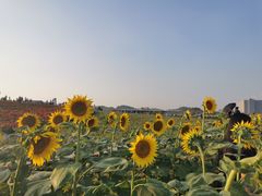 -光明小镇欢乐田园