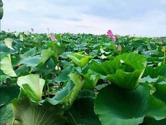 -洪湖湿地生态园
