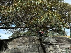 -麦考利夫人座椅