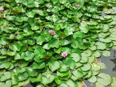 android_upload_pic-荷花荡