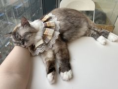 -怪兽屋·羊驼·猫咖·狗咖(俊华广场店)