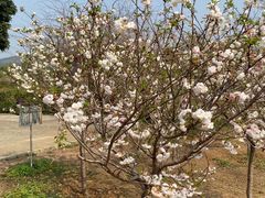 -天适樱花悠乐园