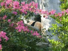 -成都大熊猫繁育研究基地