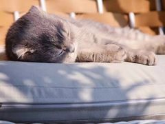 -猫咪博物馆(顶澳仔猫街店)