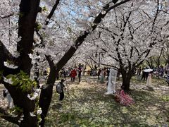 -苏州上方山国家森林公园