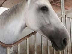 -月河湾马术俱乐部(朝阳店)