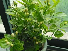 -双季花艺园艺市场(浦东店)