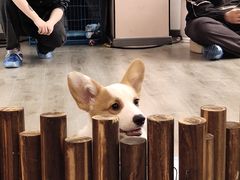 -浣熊柯尔鸭土拨鼠·电玩咖