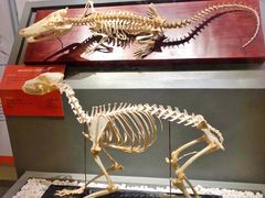 -国家自然博物馆