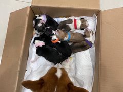 -瑞派康怡24h宠物医院·犬猫医疗中心·微创绝育(瑞景分院)