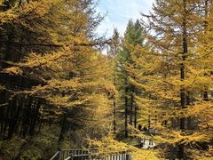 -苏木山森林公园