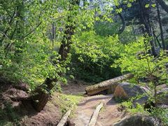 -鲁山国家森林公园