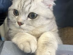 -萌兽医馆·犬猫专科·眼科中心·宠物医院(朝阳门分院)