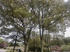 -苏州上方山国家森林公园