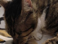 -御宝贝·A梦猫科宠物医院(国际猫友好医院)