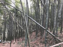 -西湖风景区十里琅珰-五云山