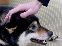 -逗柴咖啡屋·狗咖猫咖宠物桌游