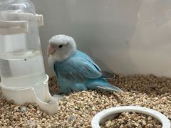 -宠物世家(仲盛世界商城店)