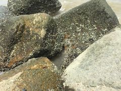 -野狸岛