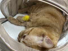 -纳吉亚猫专科动物诊疗中心(蒋宅口分院)