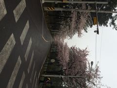 汉拿树木园-汉拿树木园