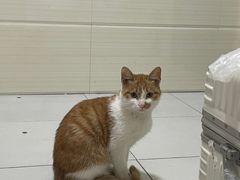 -瑞派动物医院·猫专科·至诚(江南中分院)