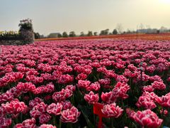 -荷兰花海