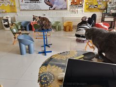 -平行世界·猫咖(首经贸店)