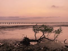 -宝安西湾红树林湿地公园