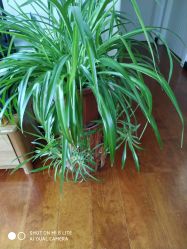 -梵未理疗瑜伽工作室