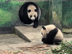 -中国大熊猫保护研究中心雅安碧峰峡基地