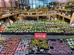 -三圣花乡旅游区