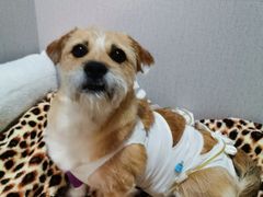 -乐派堂宠物医院·猫友好· 心脏科(东街店)