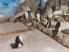 -成都浩海立方海洋公园