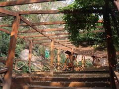 -大岭沟猕猴桃谷风景区