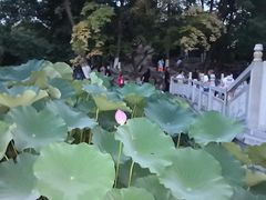-莲湖公园