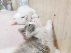 -屋虎猫馆(宝安大仟里店)